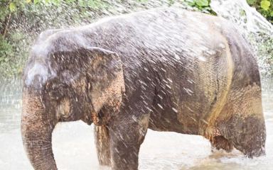 ลดสูงสุด 30% ปางช้างต้นไทร เอเลเฟ่นท์ แคร์ แคมป์ ภูเก็ต (ดูแลช้าง)