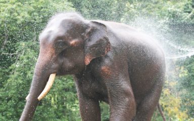 ทัวร์ปางช้าง Patara Elephant Farm