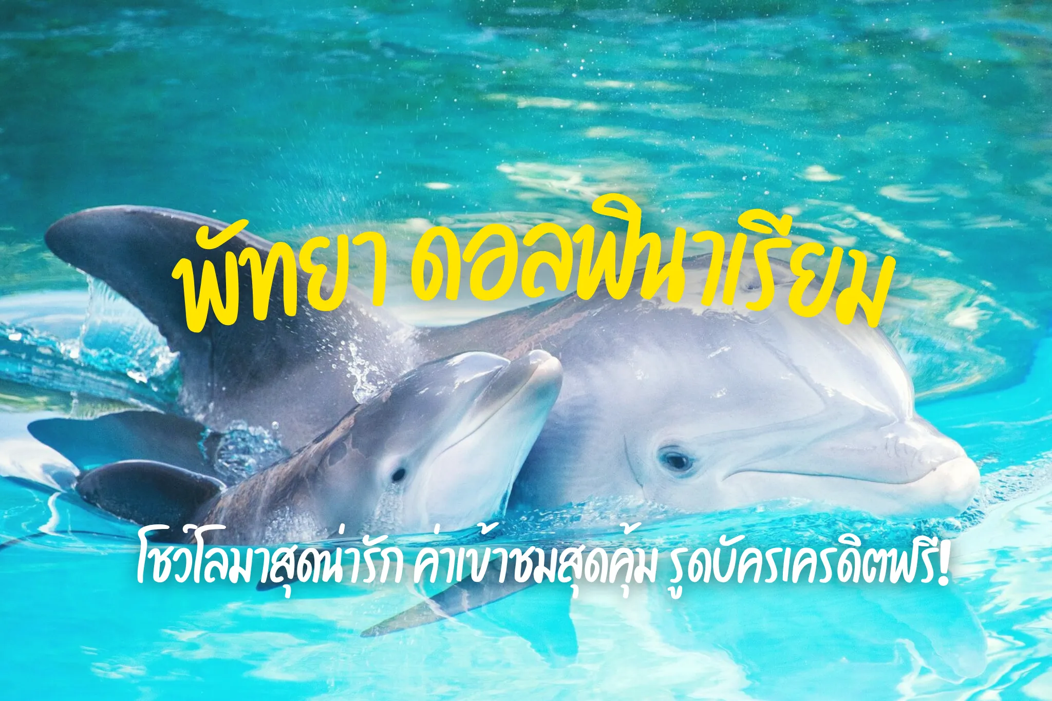 ลดสูงสุด 25% บัตรเข้าชมพัทยา ดอลฟินาเรียม ราคาพิเศษ