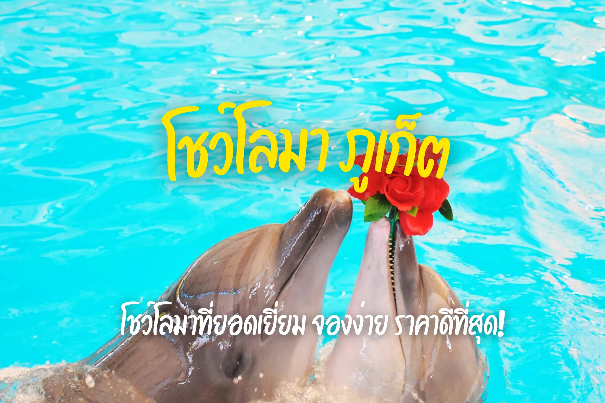 ลดสูงสุด 15% จองบัตรเข้าชม โชว์โลมา ภูเก็ต (ดอลฟิน เบย์ ภูเก็ต)